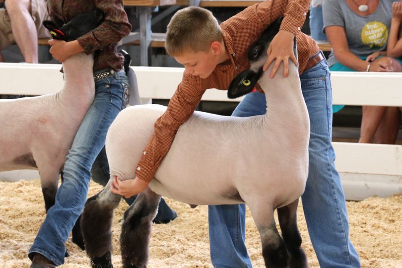 Boy working with his lamb at a market show