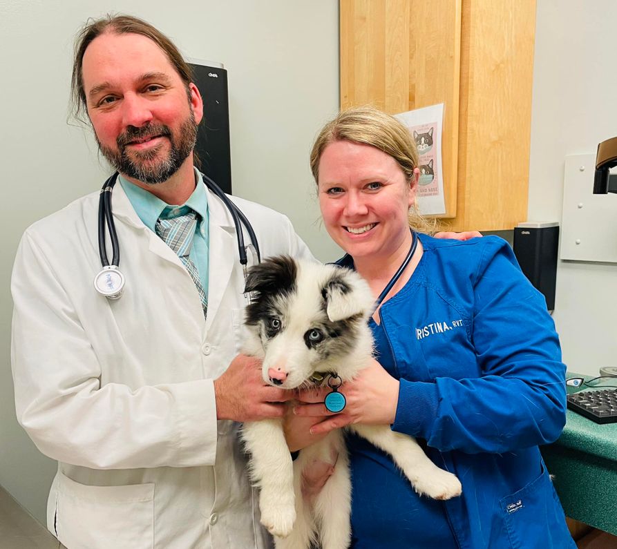 Cheat Lake Animal Hospital partner Dr. Jesse Fallon treats a 12-week-old border collie with assistance from Kristina Cheslock, an orthopedic surgery technician. (Submitted Photo)