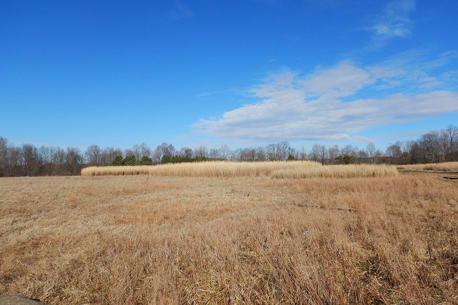 WVU researchers are studying plots of switchgrass and miscanthus planted at a former surface mine site in Upshur County to determine whether C4 plants are more effective at capturing and storing carbon in soil than other grasses.  